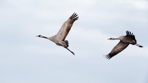 An adult and a juvenile crane flying one behind the other with long wings outstretched